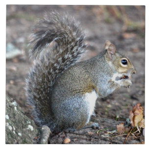 Esquilo que Munching em uma bolota