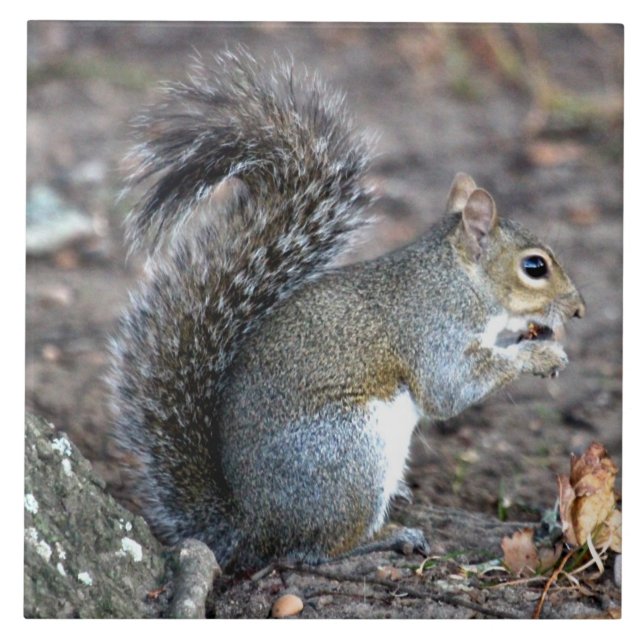 Esquilo que Munching em uma bolota (Frente)