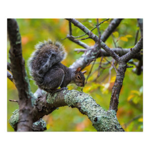 Esquilo sinistro papel da foto de 24 x de 20 Kodak