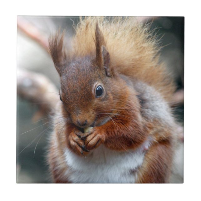 Esquilo vermelho (Frente)