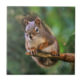 Esquilo Vermelho de Saucy no Fir