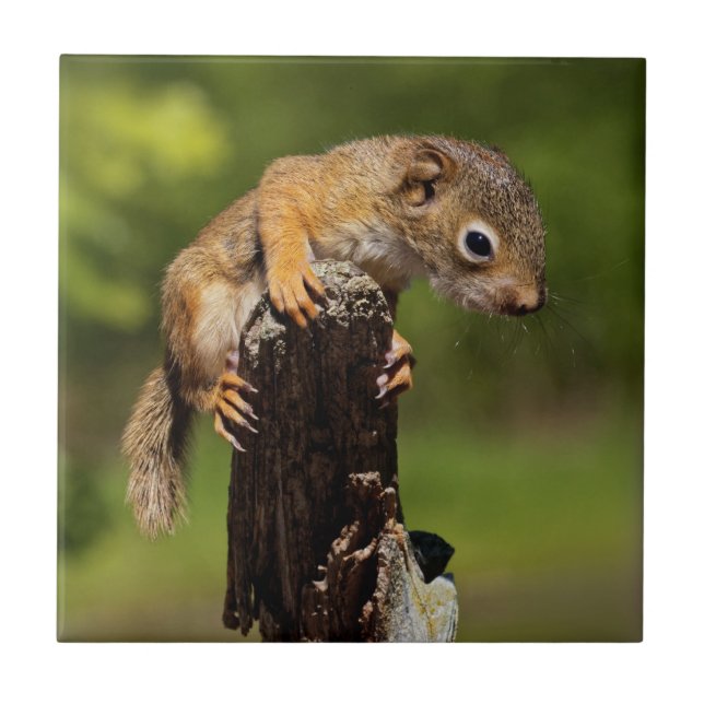 Esquilo Vermelho do Bebê (Frente)