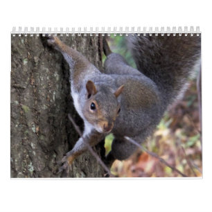 Esquilos do calendário de Saltus Fidelis