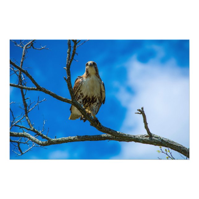 ESSES OLHOS 36 X 24 Kodak Pro Foto (Frente)