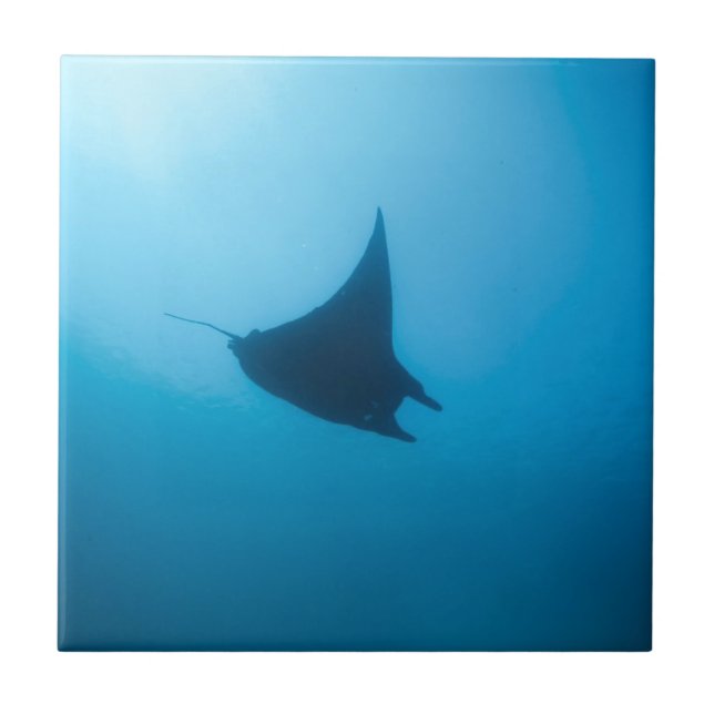 Estação de limpeza do oceano azul-Manta (Frente)