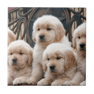 Estale acima! Filhotes de cachorro