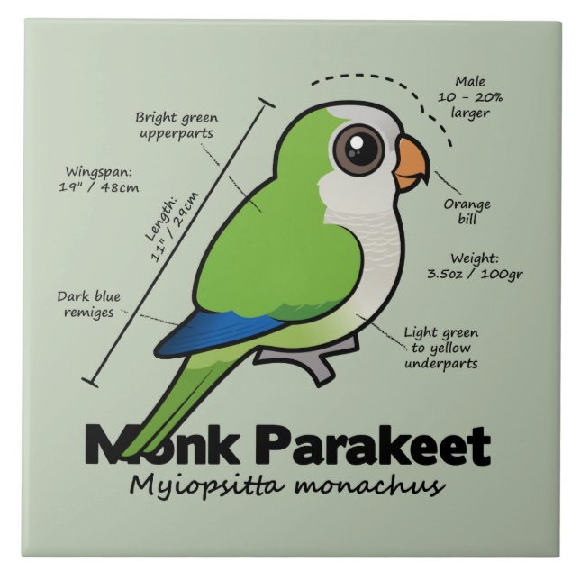 Estatísticas do Parakeet da monge (Frente)