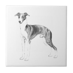 Estilo de Greyhound Italiano