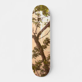 ESTILO E DESIGN DE SKATEBOARD