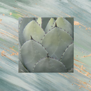 Estilo Sudoeste da Planta Agave Cactus