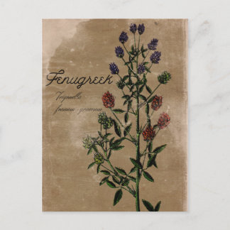 Estilo Vintage Fenugreek Herb Cartão postal