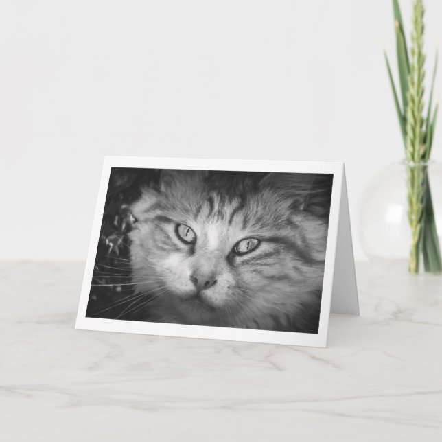 Estou faltando seu cartão de saudação - Gatinho B& (Frente)