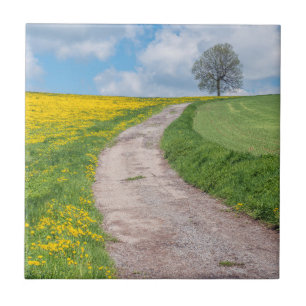 Estrada de Terra e Árvore