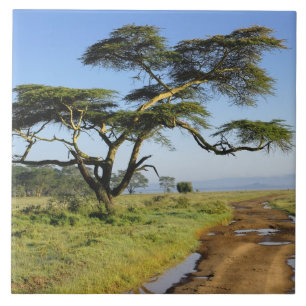 Estrada de terra primitiva e árvore de acácia, Lag