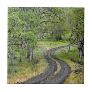 Estrada rural através de árvores, Oregon