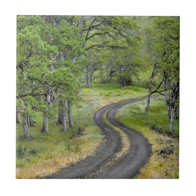 Estrada rural através de árvores, Oregon (Frente)