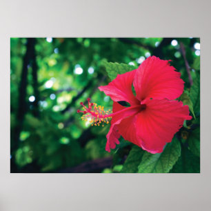 Estrague a flor 28" de Pacifico x 20" poster