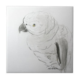 Estreita Ouvir O Papagaio. . .