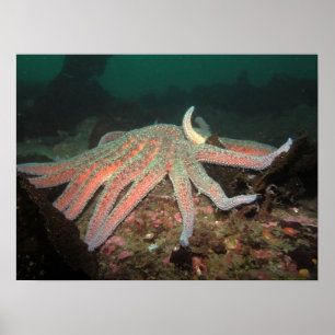 Estrela de mar do girassol - impressão das belas