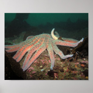 Estrela de mar do girassol - impressão das belas