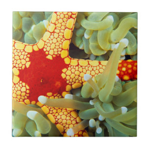 Estrela-do-mar Amarela e Vermelha