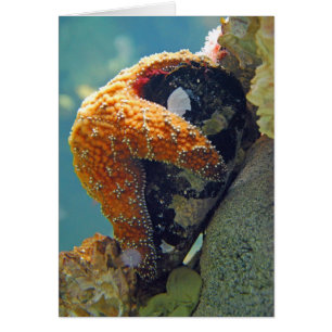 Estrela do mar - cartão