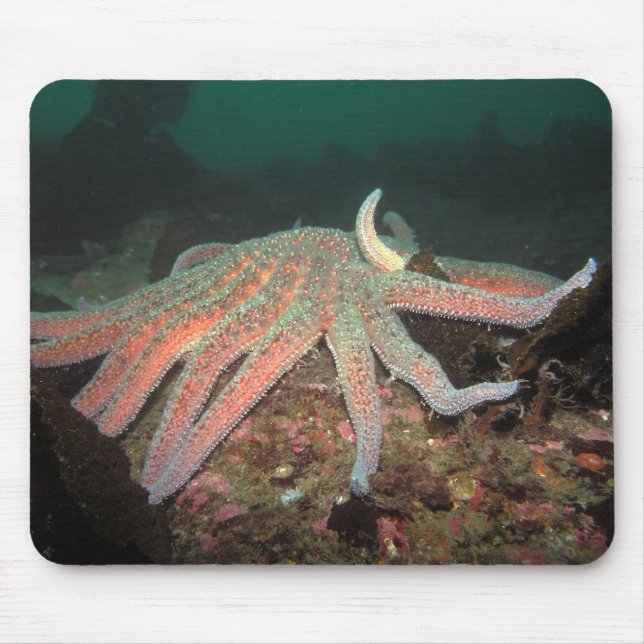 Estrela do Mar de Girassol - Mousepad (Frente)