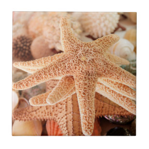 Estrelas-do-mar secas vendidas como lembranças 2