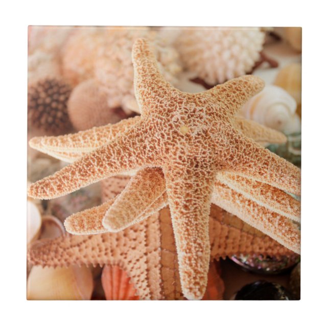 Estrelas-do-mar secas vendidas como lembranças 2 (Frente)