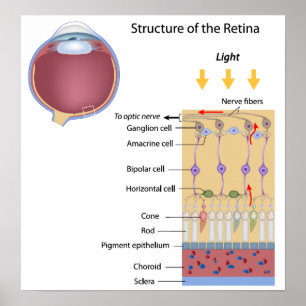 Estrutura da Retina Poster