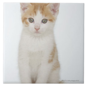 Estúdio disparado do gatinho