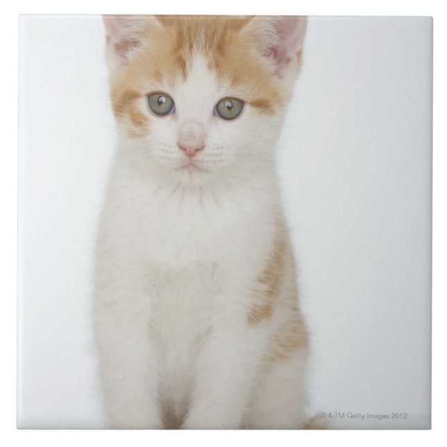 Estúdio disparado do gatinho (Frente)