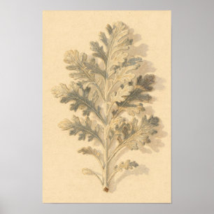 Estudo Botânico de Dusty Miller – Poster 12 x 18