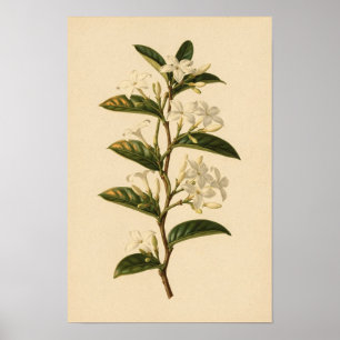 Estudo Botânico de Jasmin Star   Poster 12 × 18