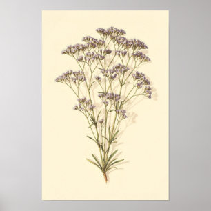 Estudo Botânico de Lavanda do Mar Poster 12 × 18