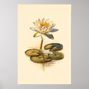 Estudo Botânico de Nenúfar – Poster 12 x 18