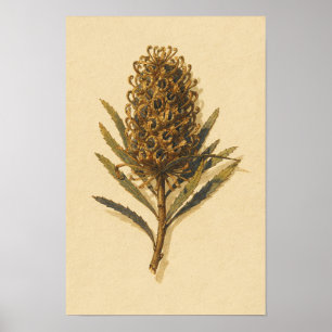 Estudo Botânico do Cone Banksia – Poster 12 x 18