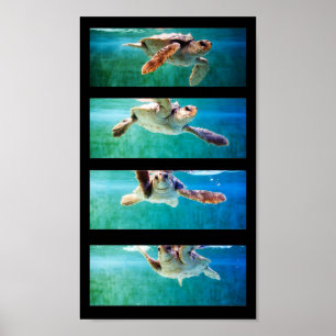 Estudo de Tartaruga do Mar de Loggerhead Poster