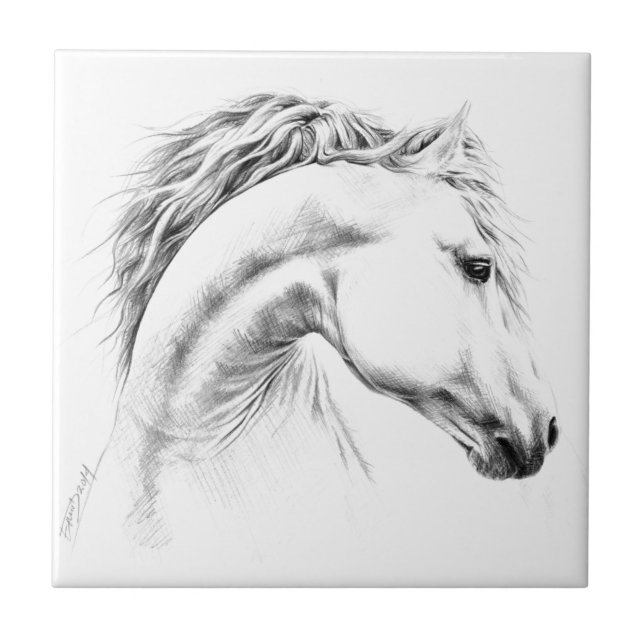 Conjunto De Desenho À Mão De Raças De Cavalos. Cabeça De Cavalo De