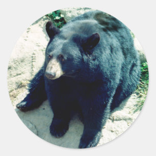 Etiqueta 2 do urso preto