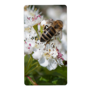 Etiqueta Abelhas coletam pólen