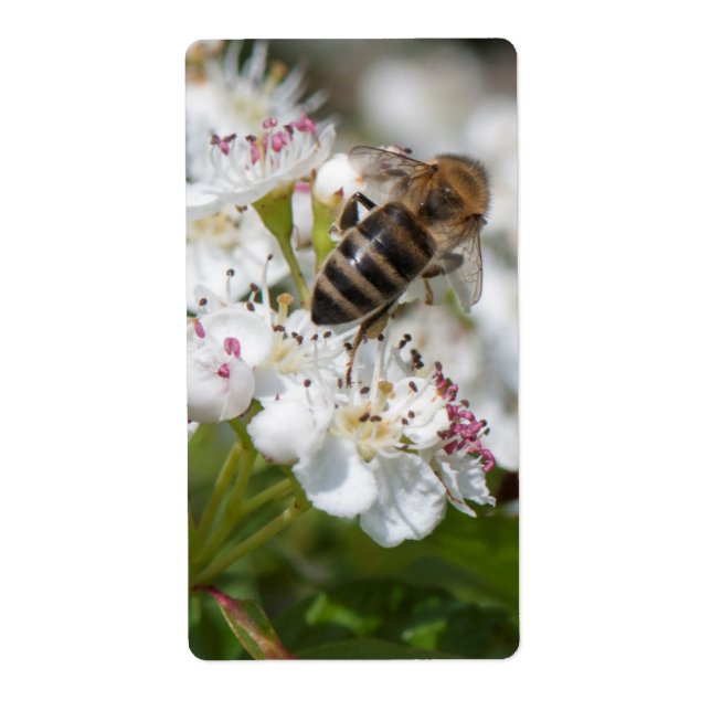 Etiqueta Abelhas coletam pólen (Frente)