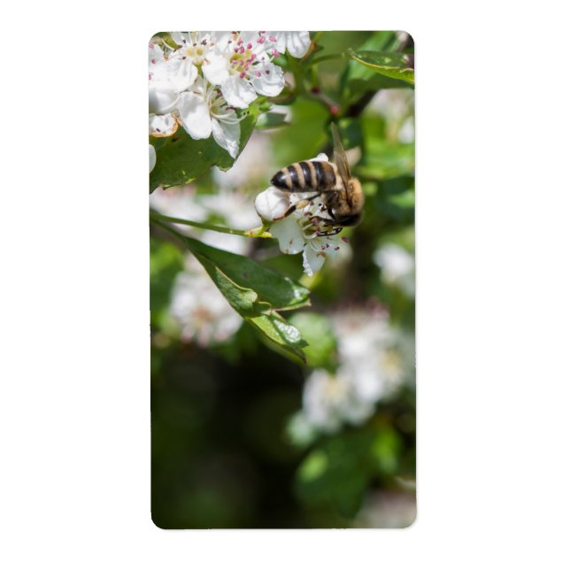 Etiqueta Abelhas coletam pólen (Frente)