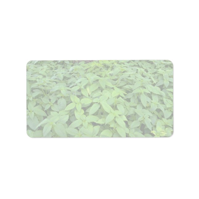 Etiqueta Abstrato Folhas de menta (Frente)