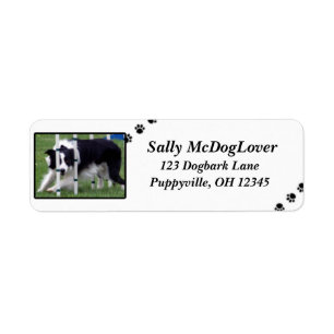 Etiqueta Agilidade de border collie