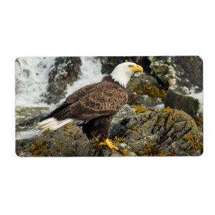 Etiqueta Águia americana orgulhosa