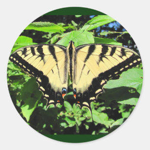 Etiqueta amarela do ~ da borboleta