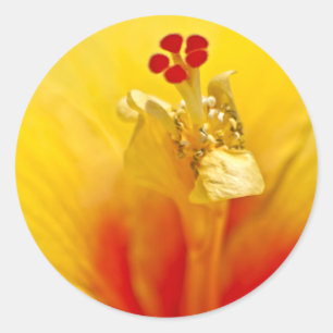 Etiqueta amarela do hibiscus