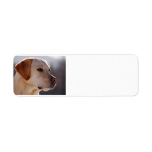 Etiqueta amarelo 3 Labrador_Retriever.png