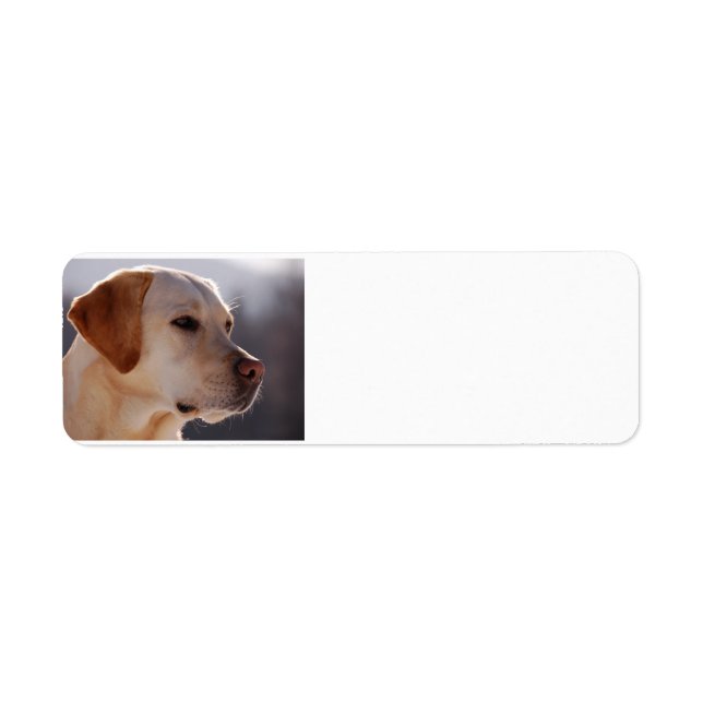 Etiqueta amarelo 3 Labrador_Retriever.png (Frente)